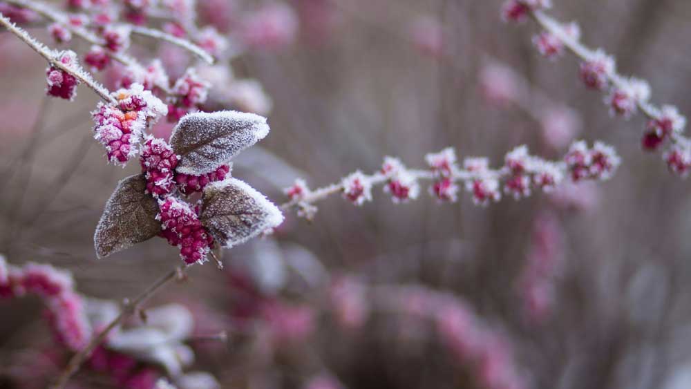 Start the New Year Fresh: January Cleaning Trends in London